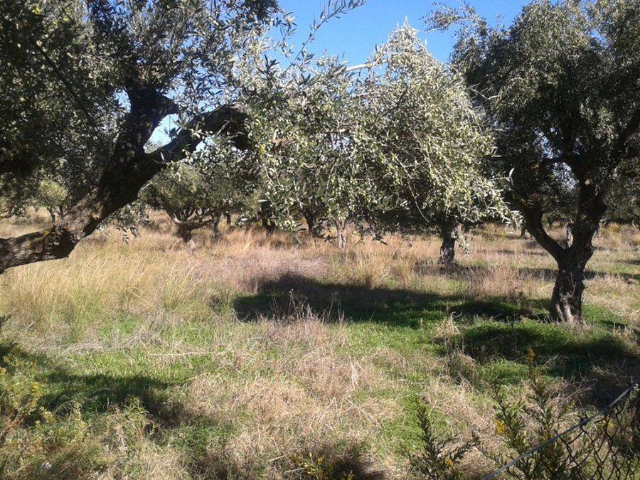 οικόπεδο - land