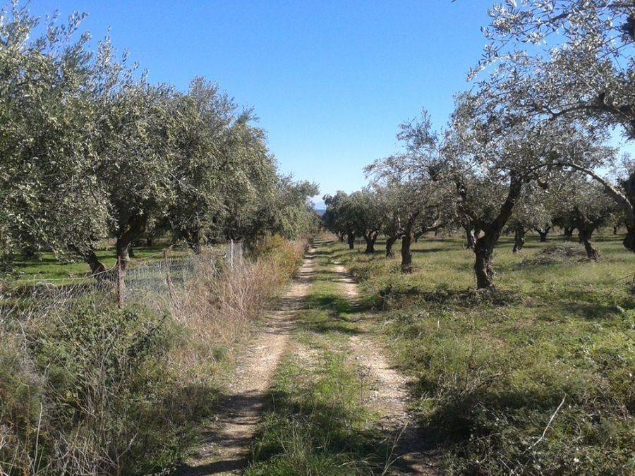 οικόπεδο - land