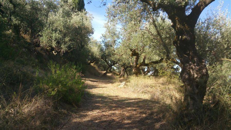 Οικόπεδο με θέα θάλασσα - Land with sea view