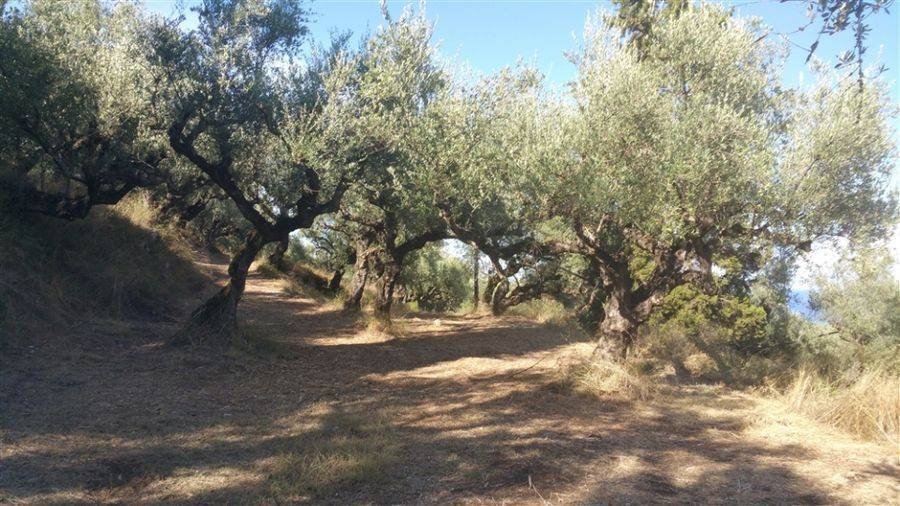 Οικόπεδο με θέα θάλασσα - Land with sea view