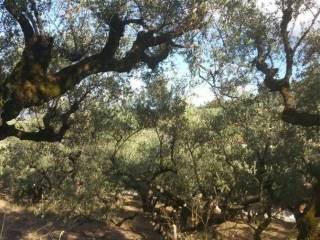 Οικόπεδο με θέα θάλασσα - Land with sea view