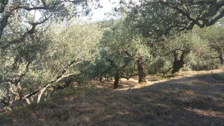 Οικόπεδο με θέα θάλασσα - Land with sea view