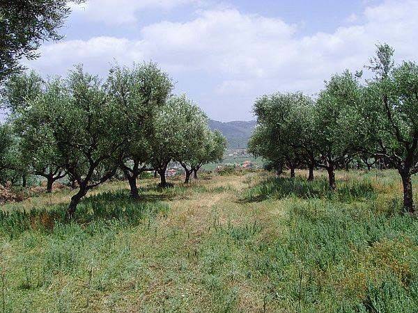 land - οικόπεδο 