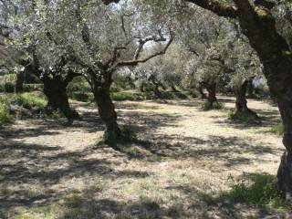 οικόπεδο - land