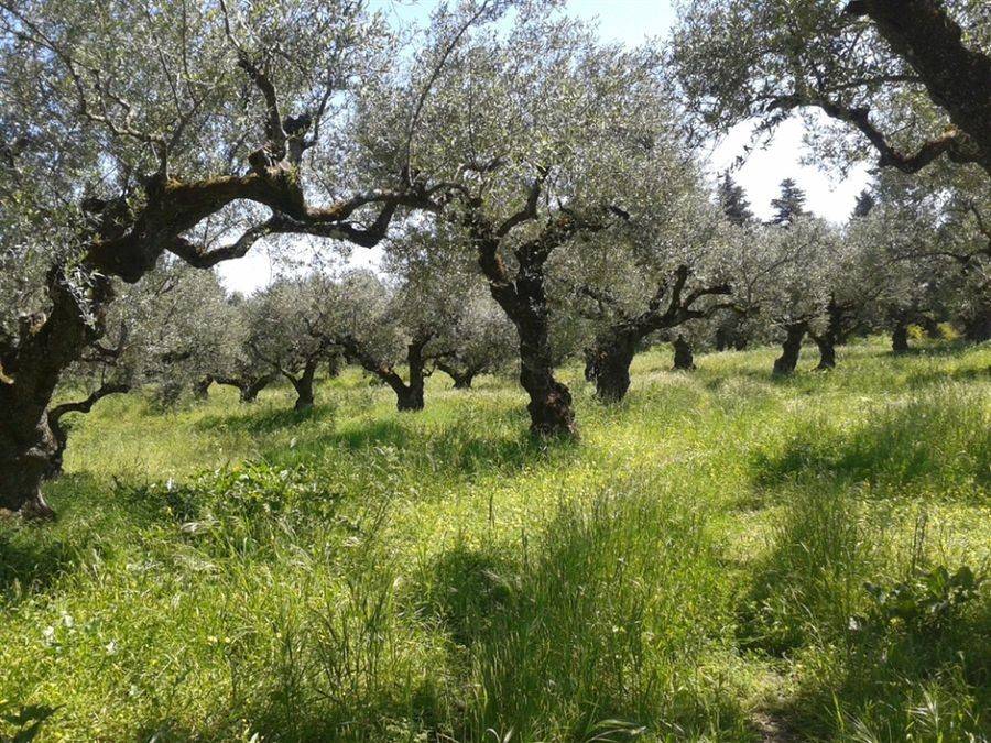 οικόπεδο - land