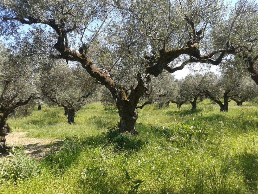 οικόπεδο - land