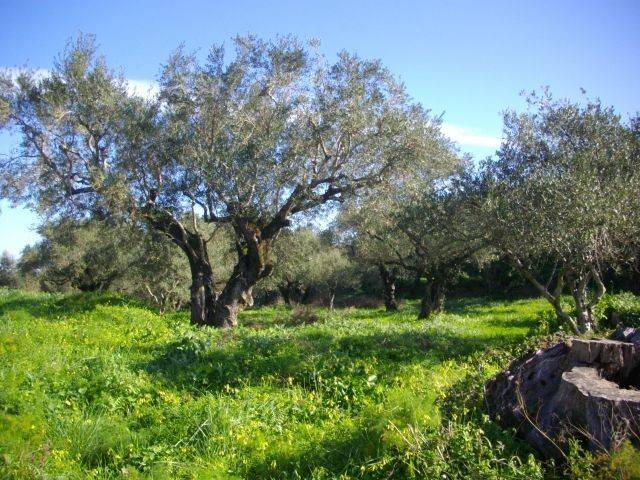 οικόπεδο - land