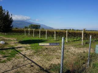 White Wine Grapes Asirtiko-Malakouzia-CHARDONAY ★  ⟹ Annual yield 28 tons grapes, 12 years old