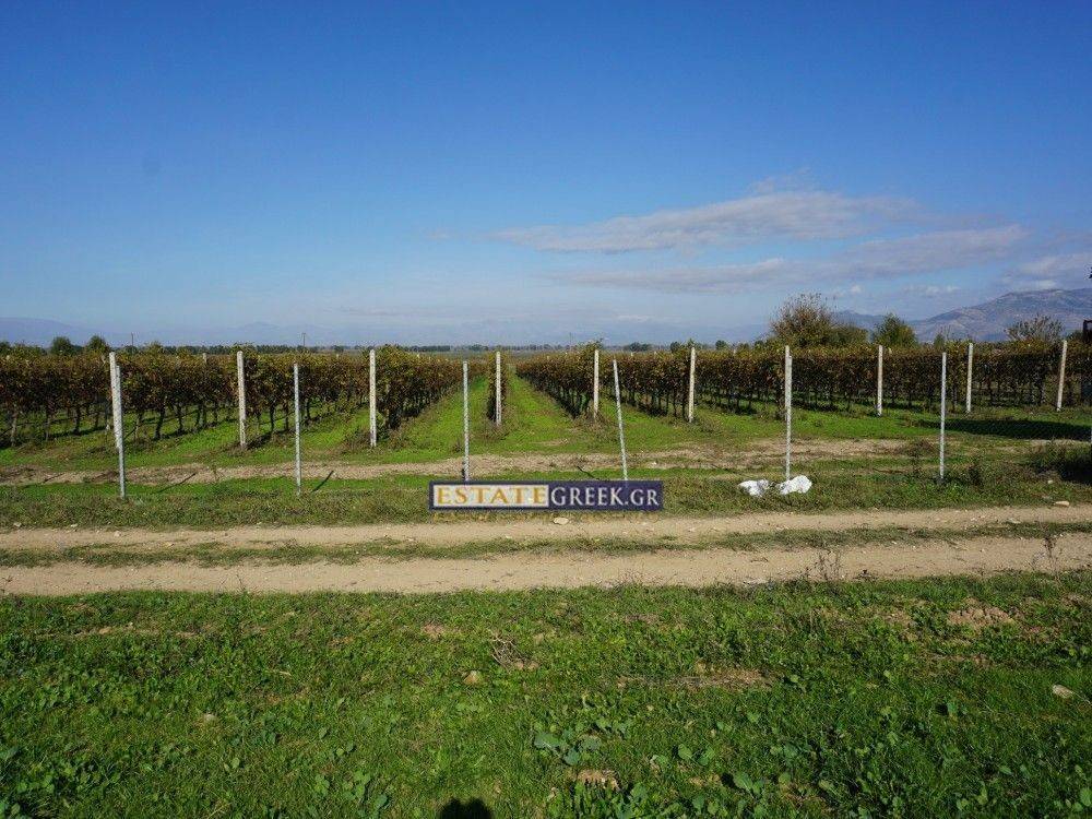 White Wine Grapes Asirtiko-Malakouzia-CHARDONAY ★  ⟹ Annual yield 28 tons grapes, 12 years old