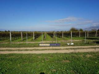 White Wine Grapes Asirtiko-Malakouzia-CHARDONAY ★  ⟹ Annual yield 28 tons grapes, 12 years old