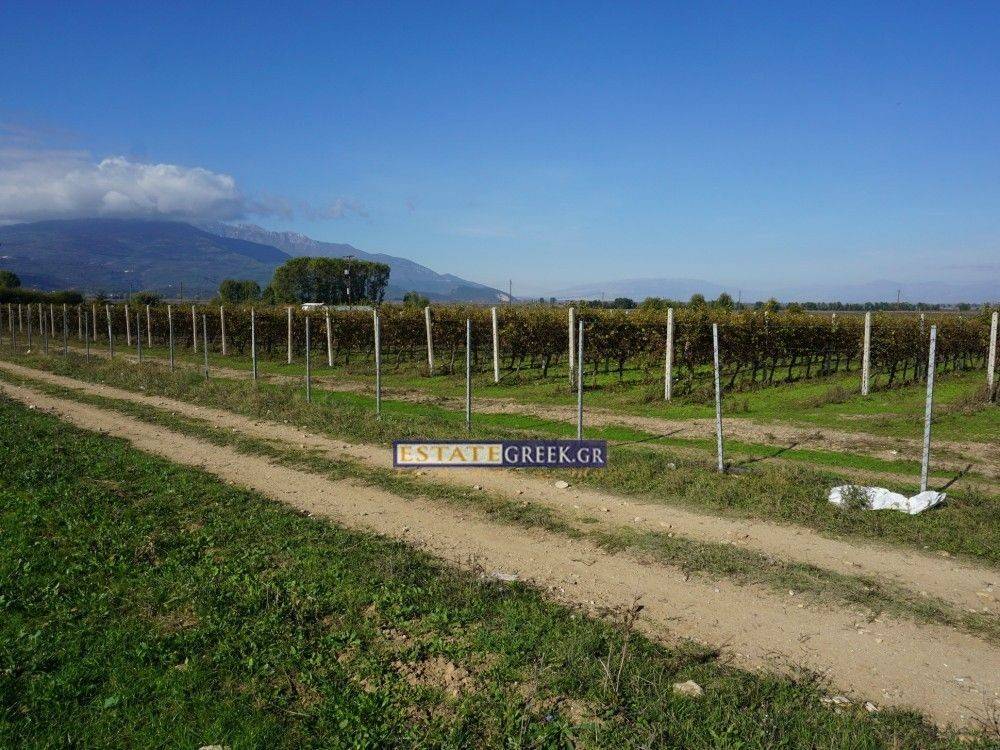 White Wine Grapes Asirtiko-Malakouzia-CHARDONAY ★  ⟹ Annual yield 28 tons grapes, 12 years old