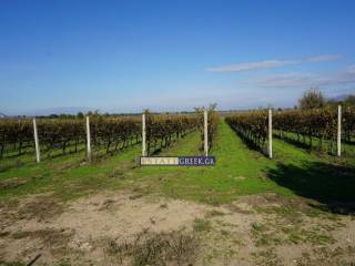 White Wine Grapes Asirtiko-Malakouzia-CHARDONAY ★  ⟹ Annual yield 28 tons grapes, 12 years old