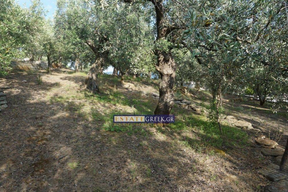 ★ With 77 productive olives ★ 800m from the sea ★