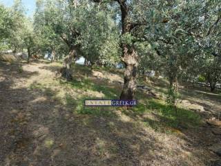 ★ With 77 productive olives ★ 800m from the sea ★