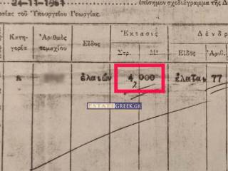 ★ With 77 productive olives ★ 800m from the sea ★