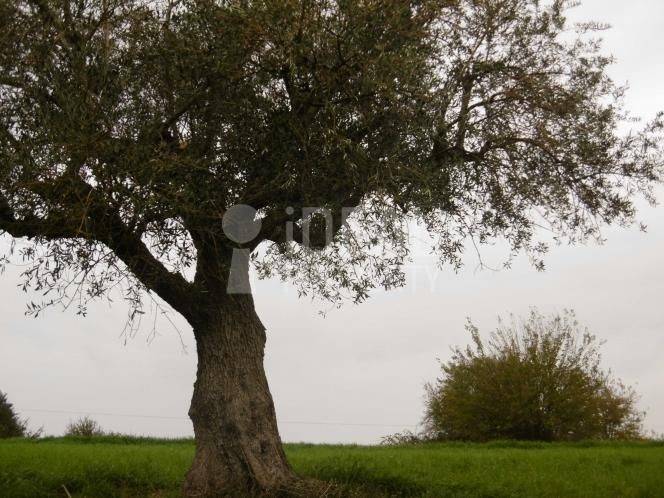 Ελαιώνας Χαλανδρίτσα