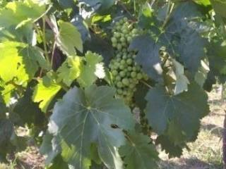 Αγροτεμάχιο