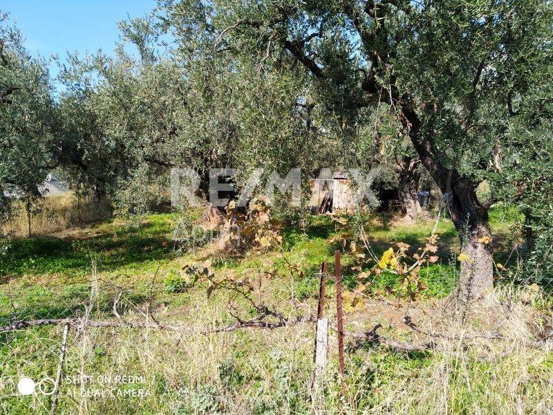 Οικόπεδο