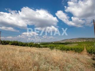 αγροτεμάχιο