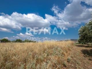 αγροτεμάχιο