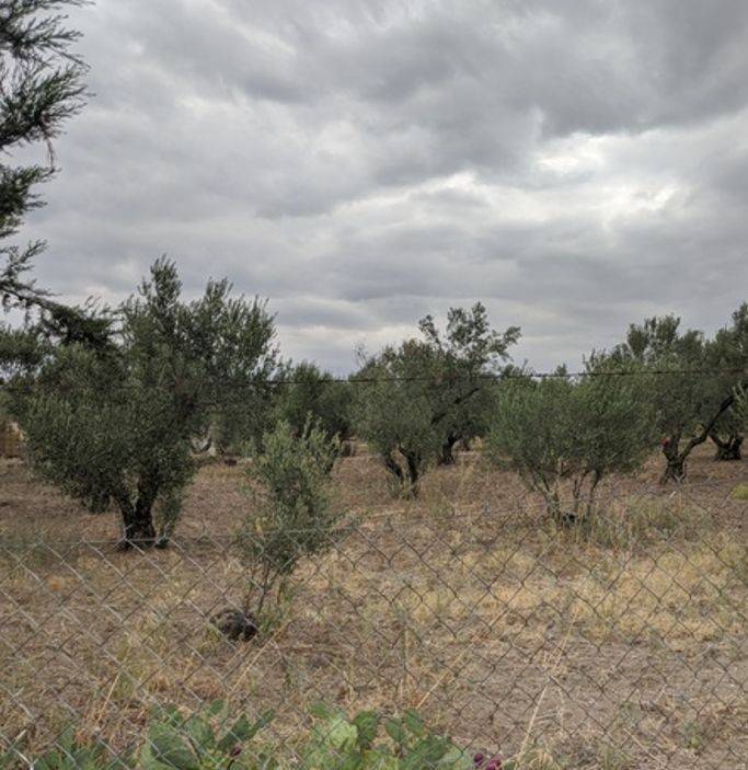 ΟΙΚΟΠΕΔΟ