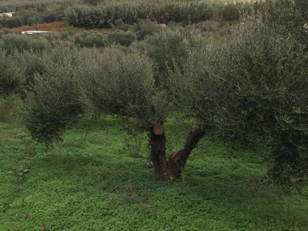 ΟΙΚΟΠΕΔΟ