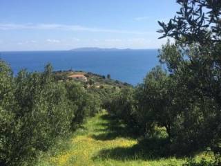 ΘΕΑ ΟΙΚΟΠΕΔΟΥ