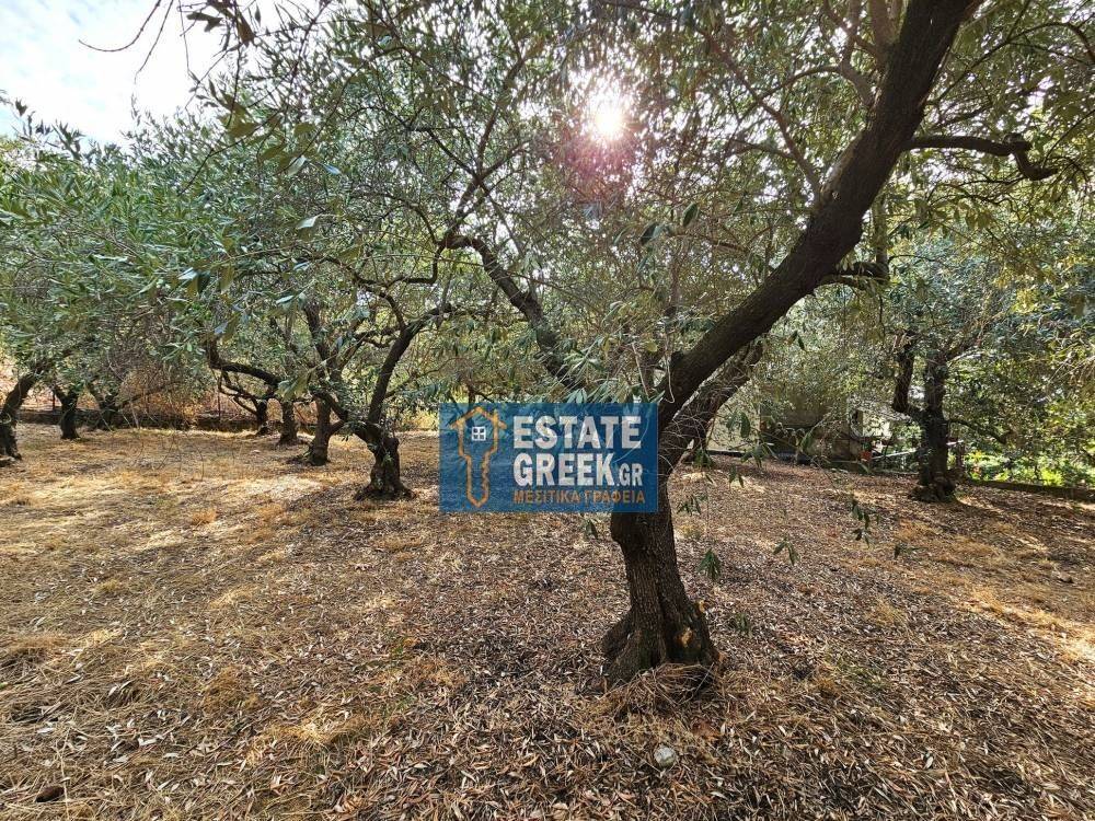 ★ MOUNTAIN VIEW ★ Builds 610sq.m ★ In olive grove ★