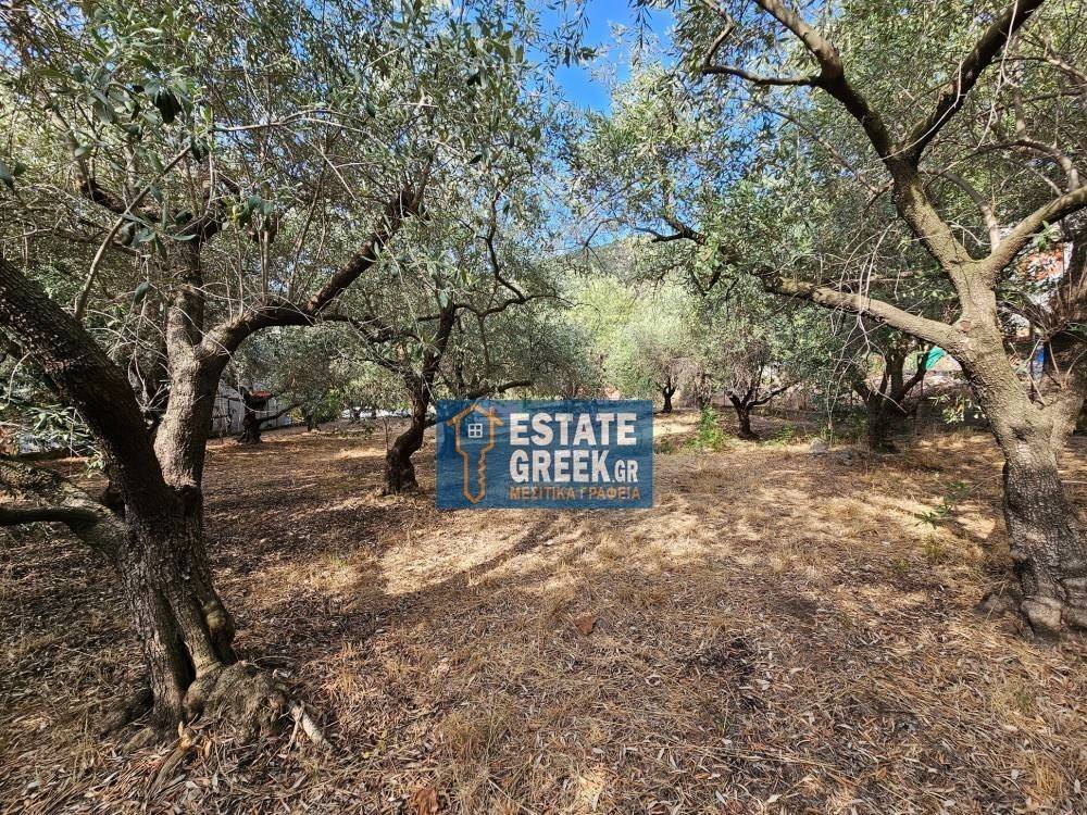 ★ MOUNTAIN VIEW ★ Builds 610sq.m ★ In olive grove ★