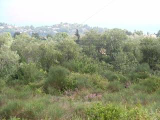 OLIVE PRESS FOR SALE