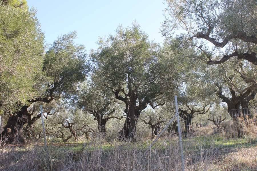 ΟΙΚΌΠΕΔΟ 