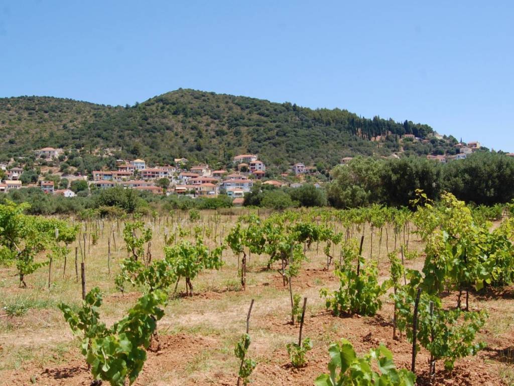 Landscape and vineyard