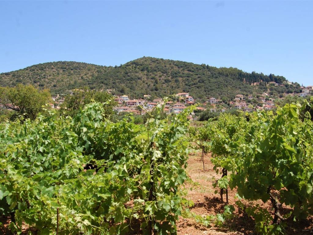 Landscape and vineyard