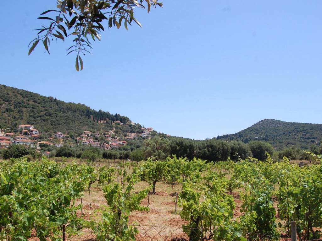 Landscape and vineyard