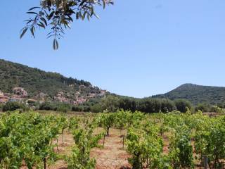 Landscape and vineyard