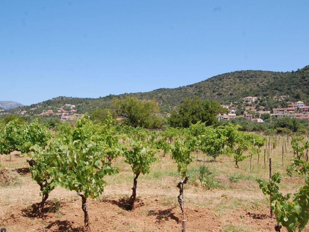 Landscape and vineyard