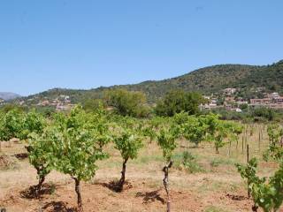 Landscape and vineyard