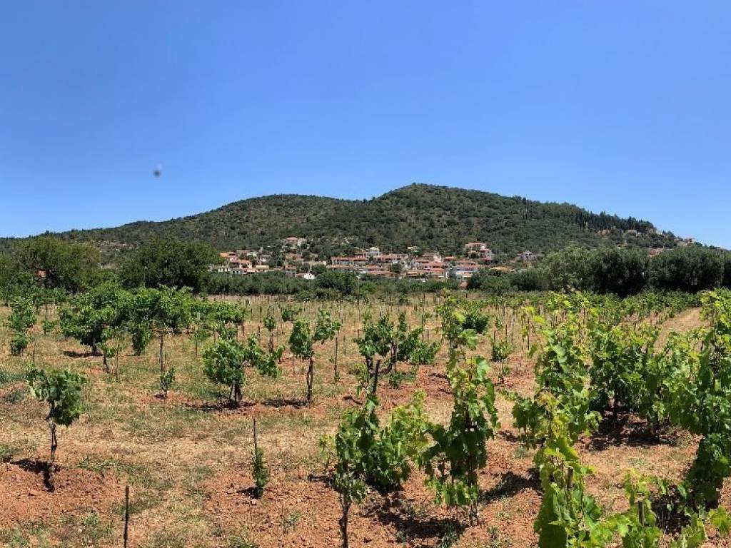 Landscape and vineyard