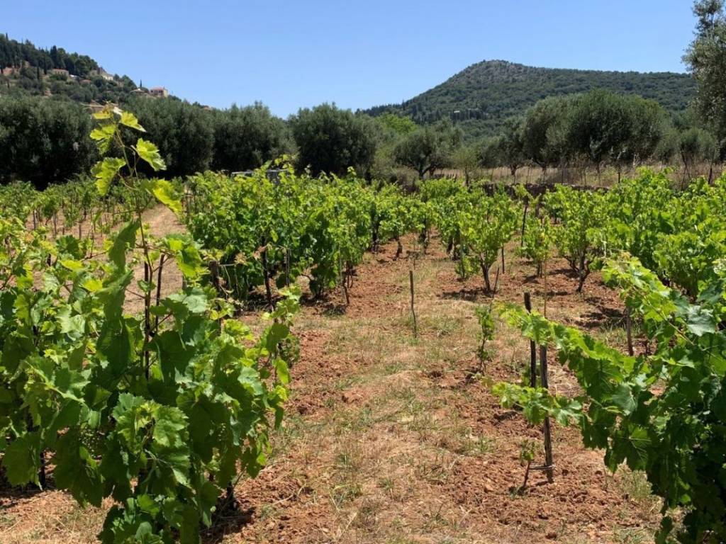 Landscape and vineyard