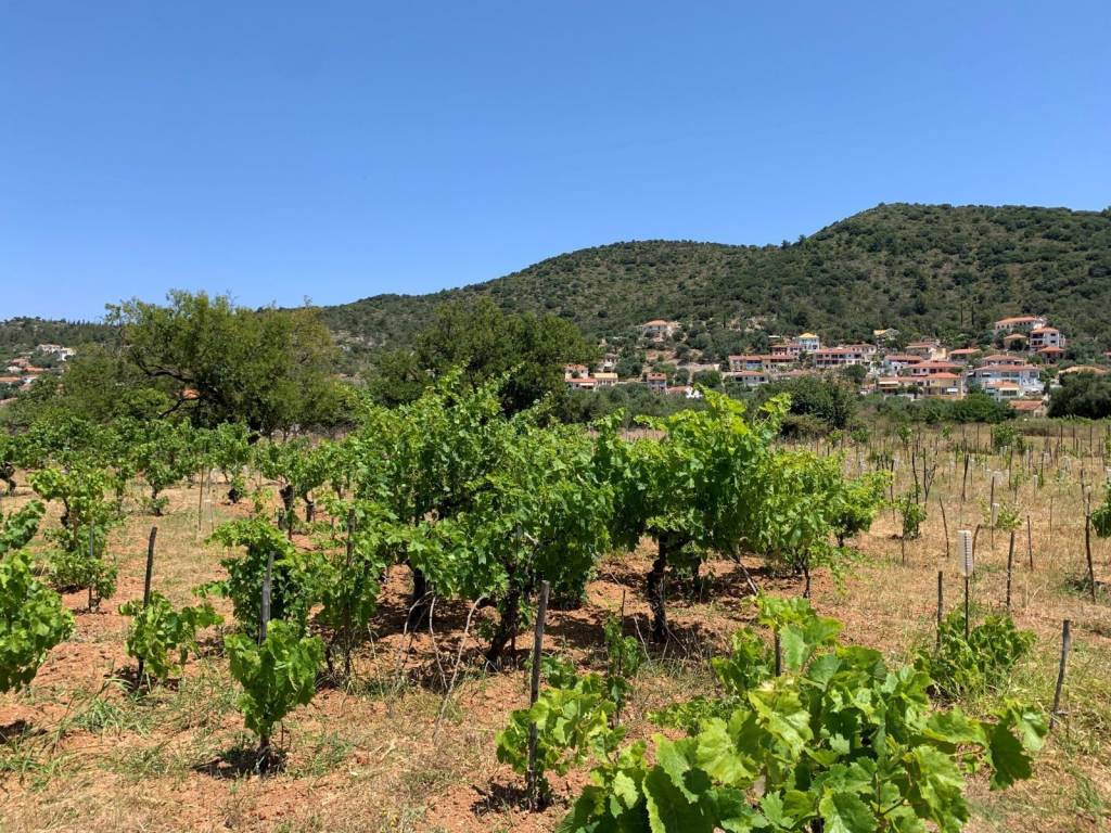 Landscape and vineyard