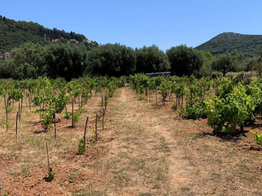 Landscape and vineyard