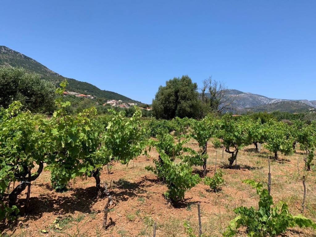 Landscape and vineyard