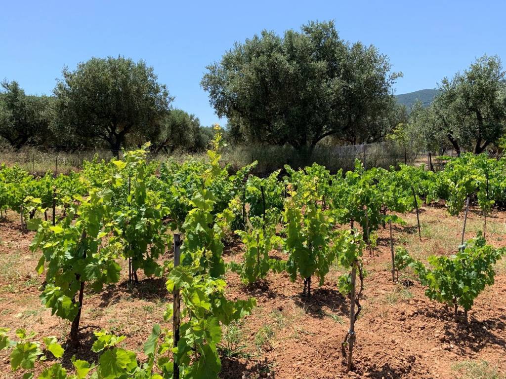 Lanscape and vineyard