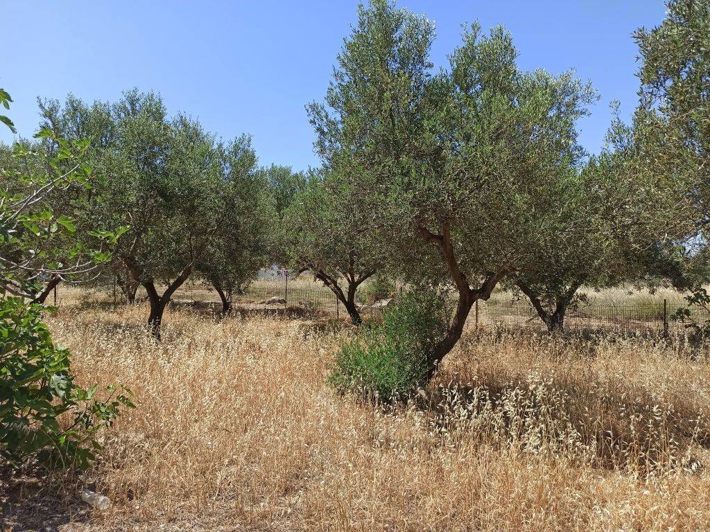 ΤΜΗΜΑ ΤΟΥ ΟΙΚΟΠΕΔΟΥ