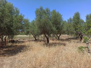 ΤΜΗΜΑ ΤΟΥ ΟΙΚΟΠΕΔΟΥ