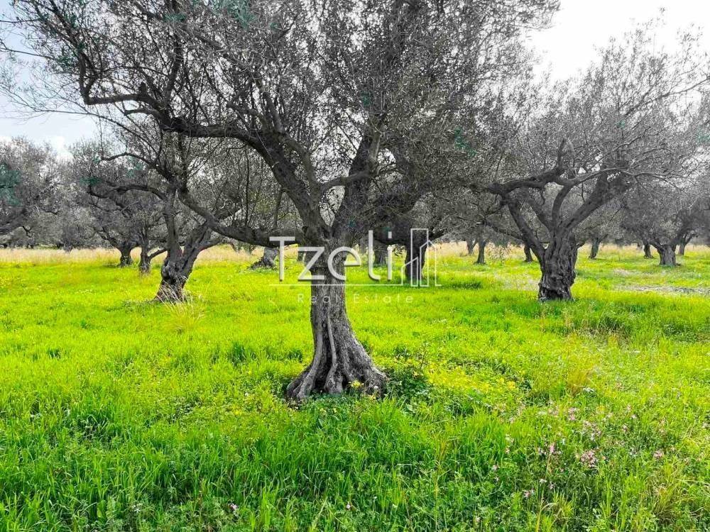 Άποψη οικοπέδου