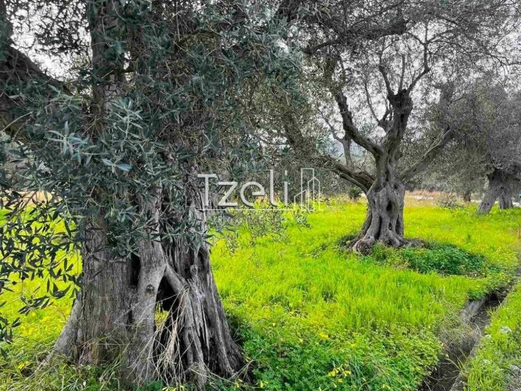 Άποψη οικοπέδου