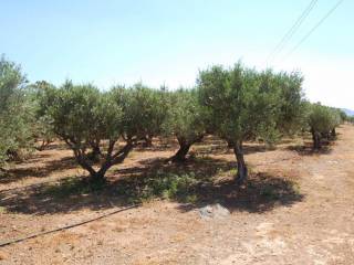 Olive trees on plot