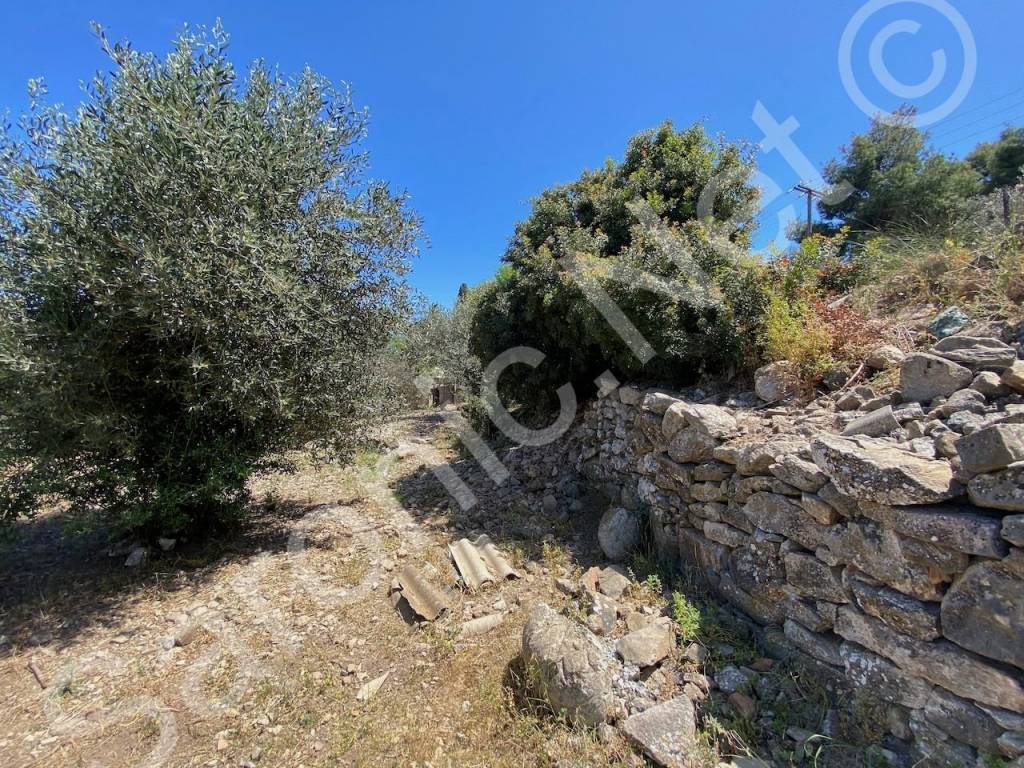 Numerous walls and terraces, land with multiple olive trees