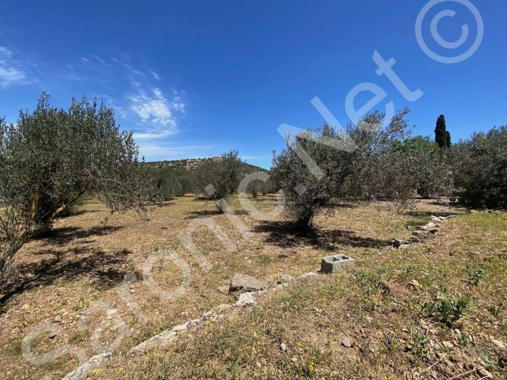 Far reaching countryside views. Established olive orchard.